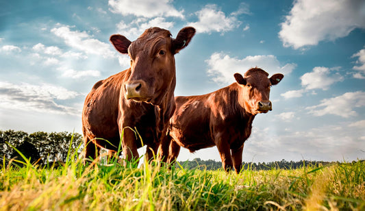 Why You Should Use Tallow Skin Care